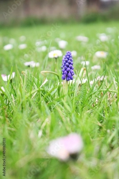 Obraz Blue flower in the spring