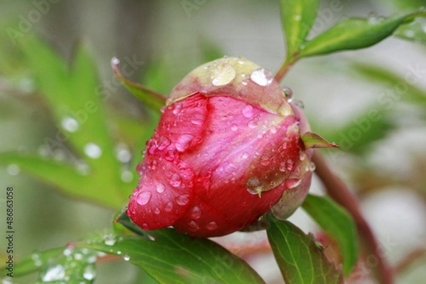 Obraz Peony bud detail 