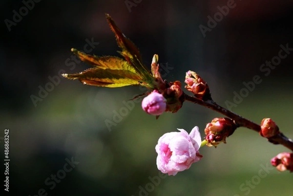 Obraz Sakura blossom in the spring