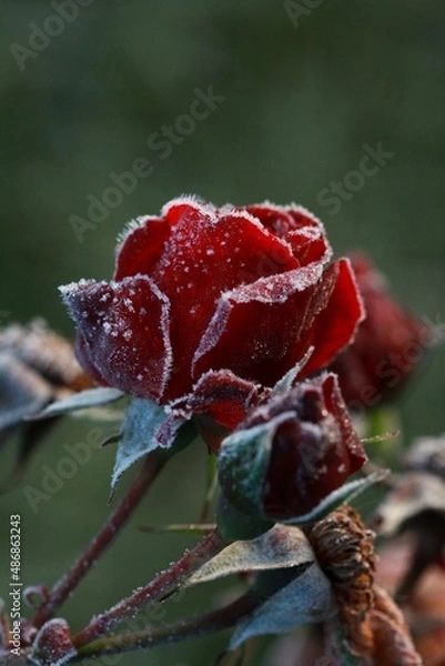 Obraz Frozen red rose