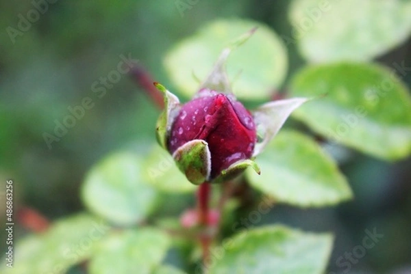 Obraz Red rose bud