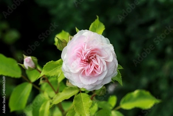 Obraz Pink rose in the garden