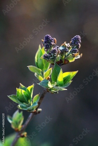 Obraz Lilac buds in spring