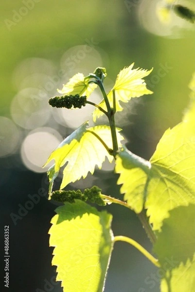 Fototapeta Spring wines in the sun