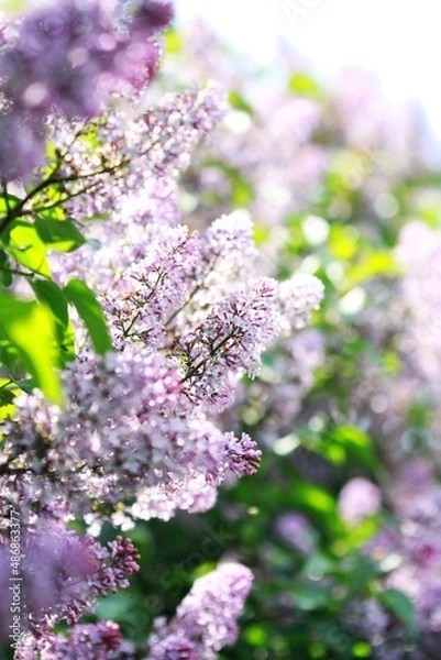 Obraz Lilac in the spring on sunny day