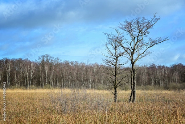 Fototapeta Group of bare alder trees (Alnus glutinosa) in a bog landscape overgrown with marsh grasses in early spring, birch forest in the background, blue sky with clouds, copy space