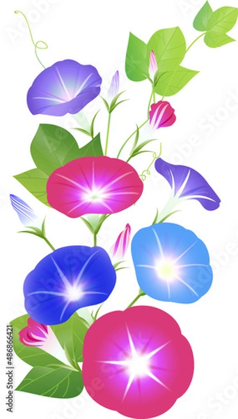 Fototapeta 花と蕾が沢山ついた朝顔の和風イラスト