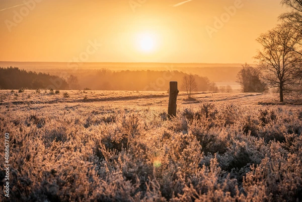 Obraz Lüneburger Heide
