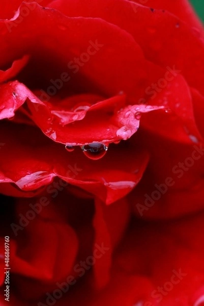 Obraz Water drops on red rose detail