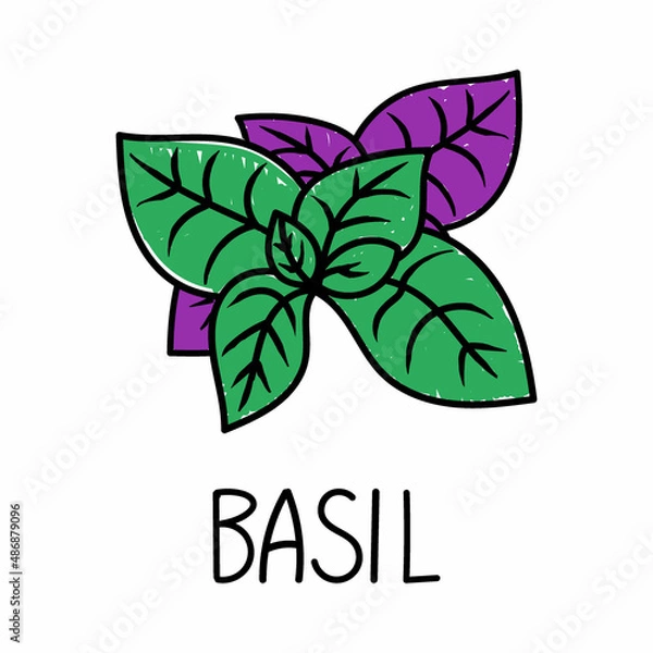 Obraz Basil, hand-drawn doodle-style element. Logo and emblem packaging design template - spices and herbs - multicolored basil leaves. Logo in a trendy linear style.