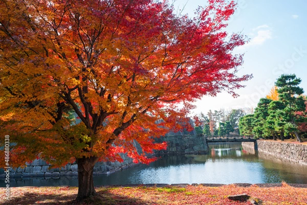 Fototapeta 京都　二条城の紅葉