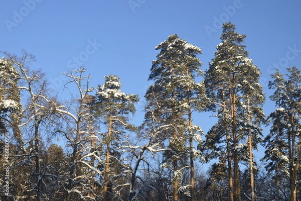 Fototapeta tree in the sky