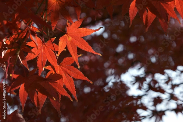 Fototapeta 秋紅葉赤い葉っぱ日本和風イメージ背景テクスチャ素材