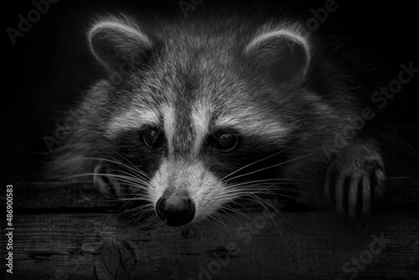 Obraz Black and white closeup portrait of raccoon peeking out from hideout