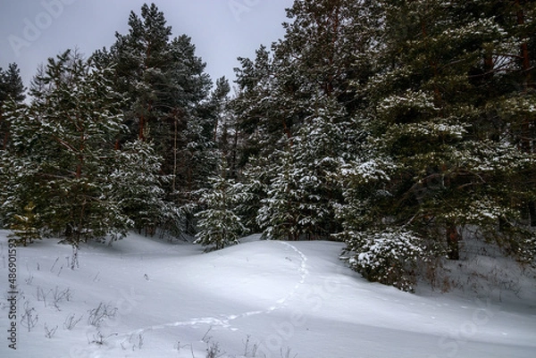 Obraz snow covered trees