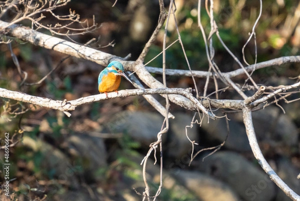 Obraz 枝にとまり餌を探すカワセミ