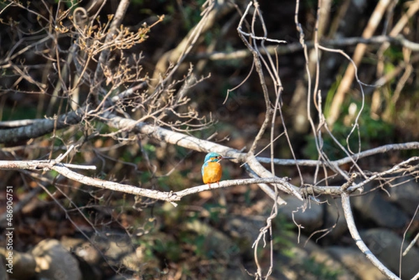 Obraz 枝にとまり餌を探すカワセミ