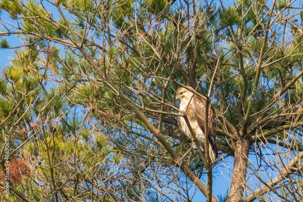 Obraz 枝にとまり休憩するノスリ