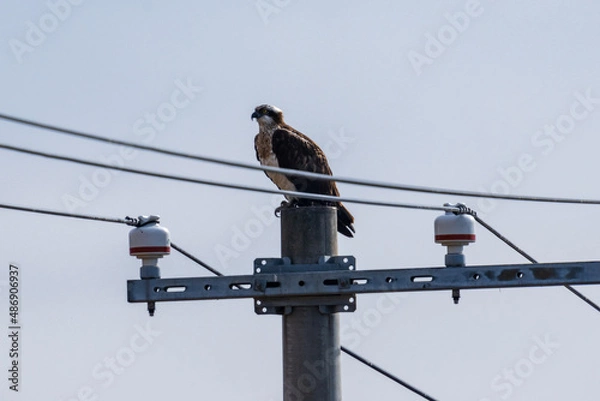 Obraz 電信柱で休憩するミサゴ