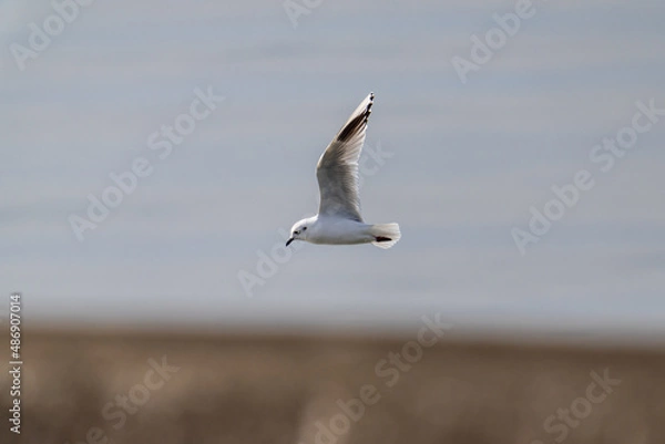 Obraz 飛翔するズグロカモメ