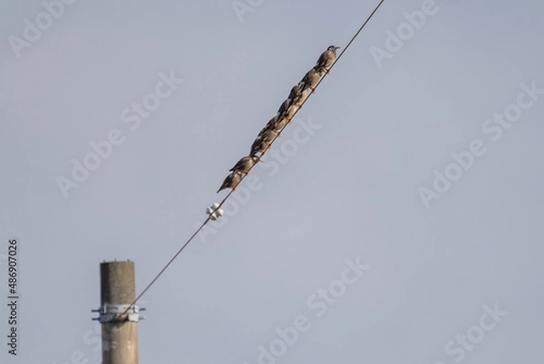 Obraz 電線に並んでとまるムクドリ