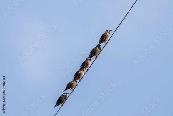 Obraz 電線に並んでとまるムクドリ