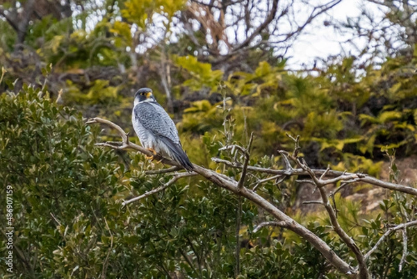 Obraz 枯れ枝にとまり振り返るハヤブサ