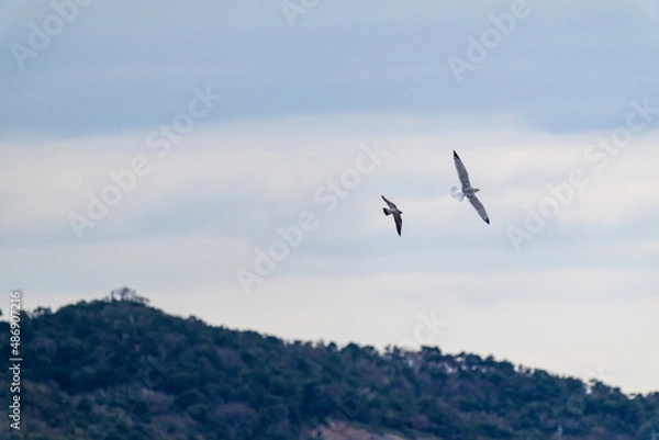 Obraz カモメを追い回す隼