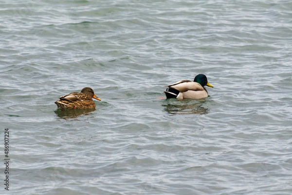 Obraz つがいのマガモ