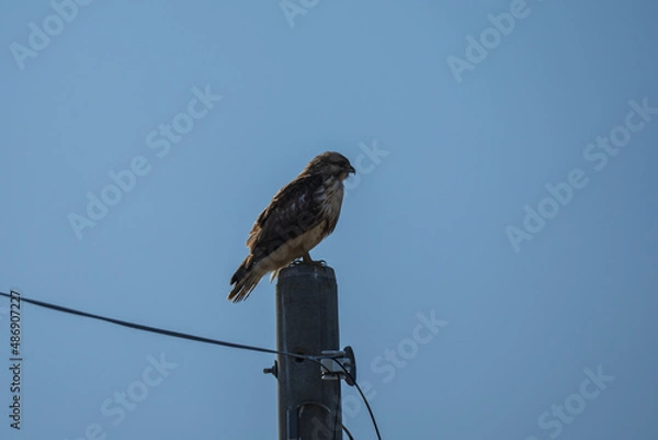 Obraz 電信柱にとまったノスリ
