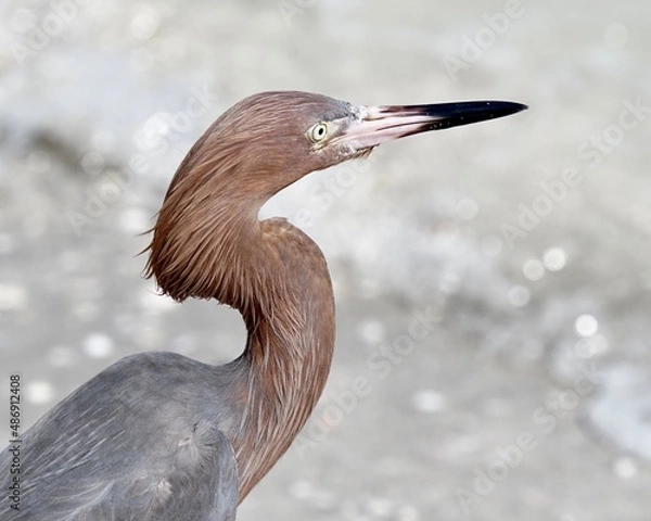 Obraz great blue heron