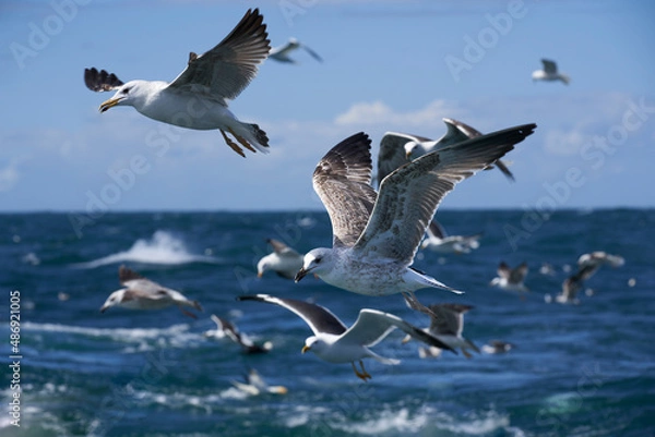 Obraz Envol de Goélands