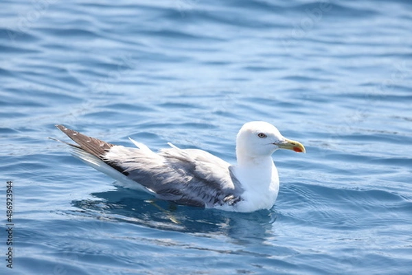 Obraz Detail of white seagull on the ocean