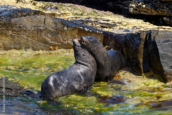 Fototapeta Zwei juvenile Neuseeländische Seebären kämpfen auf Klippen im flachen Wasser