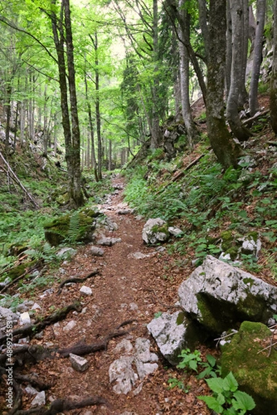 Obraz Path in the mountains in the Slovenian forest