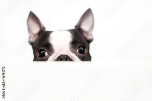 Fototapeta A curious and funny Boston Terrier dog looks out and peeps from a white table on a white background. Creative concept