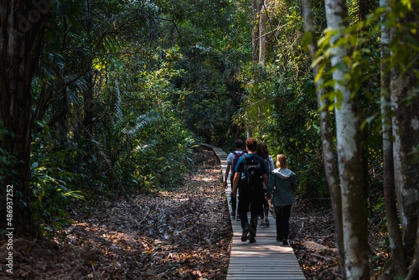 Obraz Group of tourists exploring a wooden path through Tambopata National Park to Lake Sandoval near the Amazonas (Peru, South America)