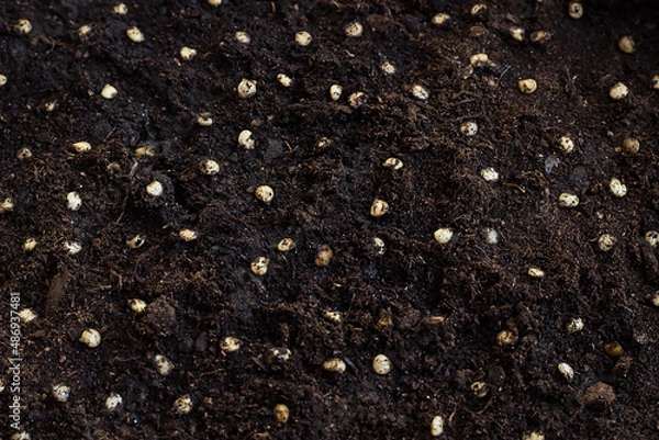 Fototapeta Pepper seeds on damp soil. Seedling, planting vegetables. Early spring gardener.