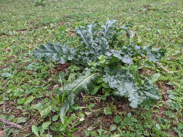 Fototapeta Senecio jacobaea common ragwort large lobed dark green leaves on grass in green meadow