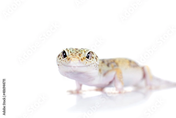 Obraz Cute Leopard Gecko on a white background