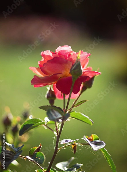 Obraz Blooming red rose on a blurry green background