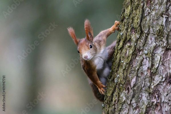 Fototapeta niedliches süßes Eichhörnchen in Superheldenpose zeigt seine Muskeln