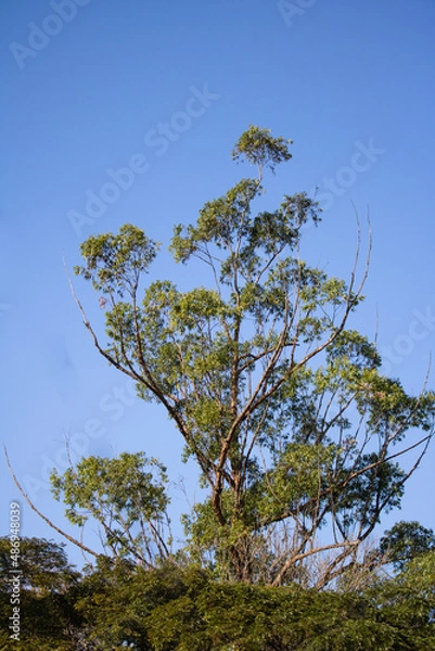 Fototapeta Arvore ascendendo ao céu