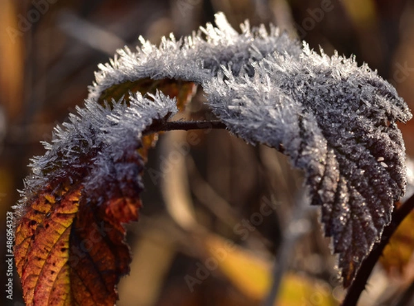 Obraz Szron na liściach
