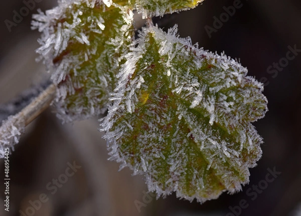 Obraz Szron na liściach