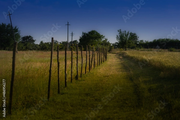 Obraz Passeggiando nel grano