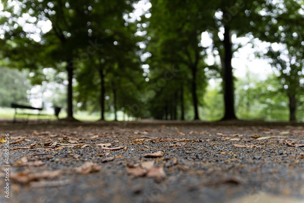 Obraz Viale nel Parco