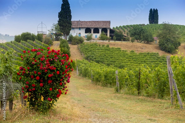 Obraz Vigne astigiane