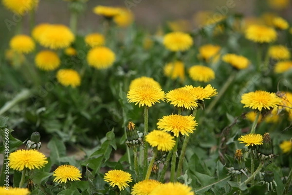Fototapeta Spring dandelions on a background of grass
