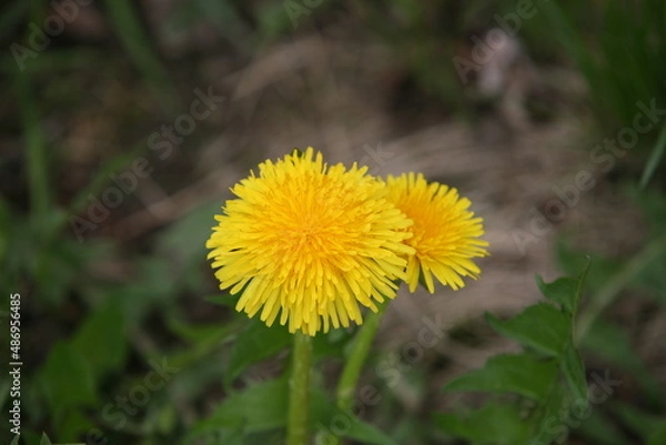 Fototapeta Spring dandelions on a background of grass